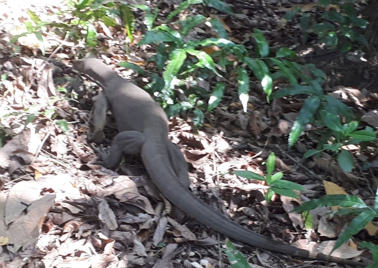 Állatok Indiában: az utcától a nemzeti parkig - Somi Panni előadása