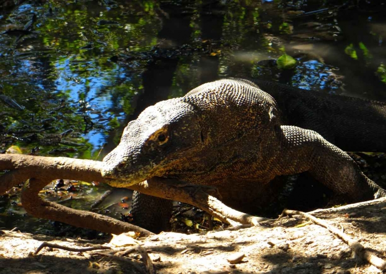 Komodo Nemzeti Park: sárkányok, természet és kultúra - Harmincz Rita előadása