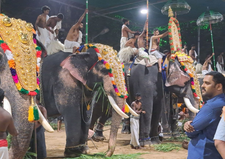 Állatok Indiában: az utcától a nemzeti parkig - Somi Panni előadása
